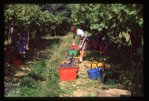 Raccolta dell'uva presso l'Azienda agricola Lurani Cernuschi