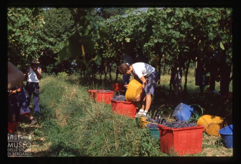 Raccolta dell'uva presso l'Azienda agricola Lurani Cernuschi