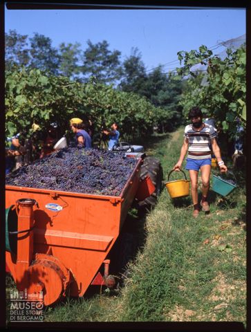 Raccolta dell'uva presso l'Azienda agricola Lurani Cernuschi