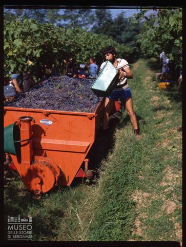 Raccolta dell'uva presso l'Azienda agricola Lurani Cernuschi