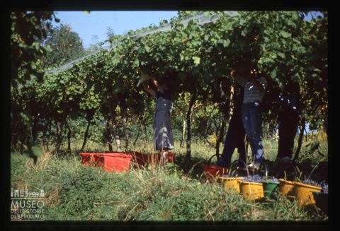Raccolta dell'uva presso l'Azienda agricola Lurani Cernuschi
