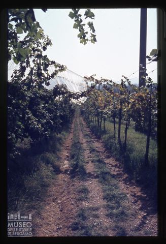 Filari d'uva presso l'Azienda agricola Lurani Cernuschi