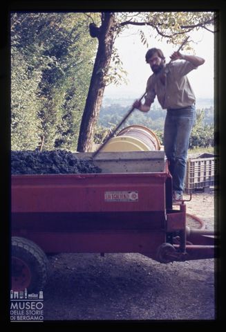 Carico di uva presso l'Azienda agricola Lurani Cernuschi