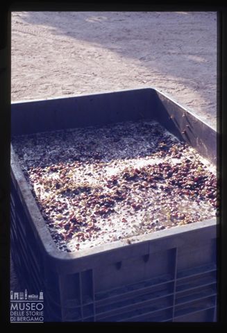 Spremitura dell'uva presso l'Azienda agricola Lurani Cernuschi