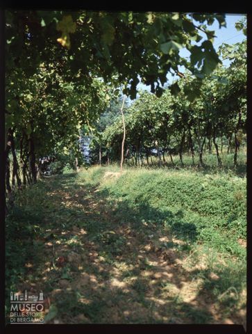 Spremitura dell'uva presso l'Azienda agricolaLurani Cernuschi