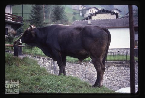 Fiera del Bestiame a Valtorta