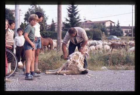 Tosatura delle pecore a Bergamo