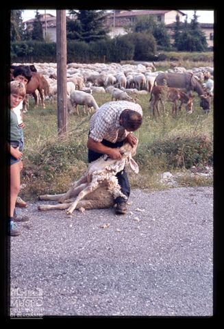 Tosatura delle pecore a Bergamo