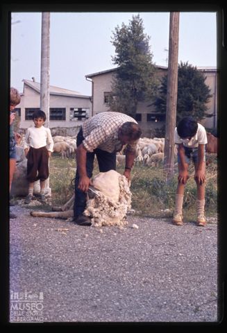 Tosatura delle pecore a Bergamo