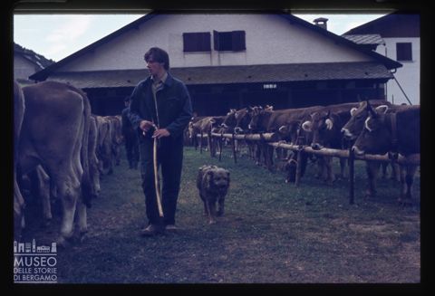 Fiera Bovina Zootecnica di Serina
