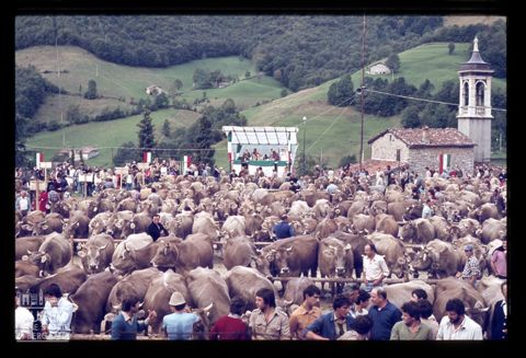 Fiera Bovina Zootecnica di Serina