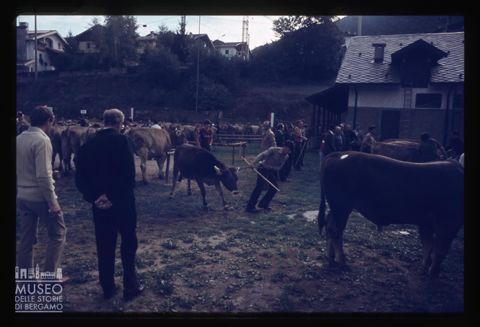 Fiera Bovina Zootecnica di Serina