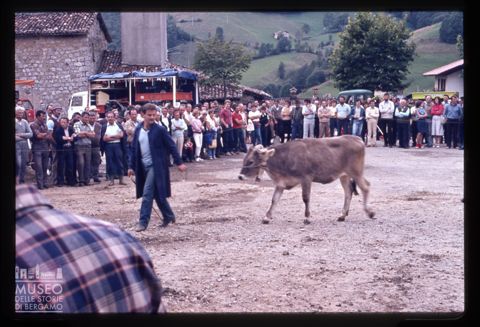 Fiera Bovina Zootecnica di Serina