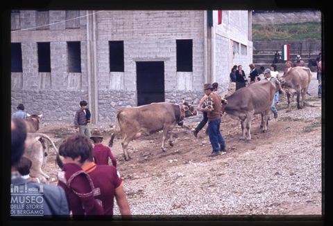 Fiera Bovina Zootecnica di Serina