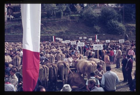 Fiera Bovina Zootecnica di Serina