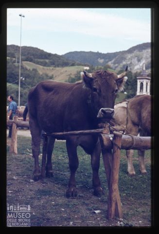 Fiera Bovina Zootecnica di Serina