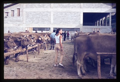 Fiera Bovina Zootecnica di Serina