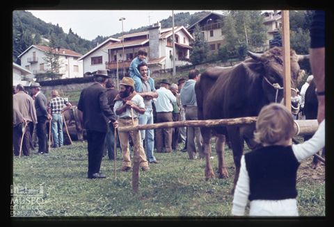 Fiera Bovina Zootecnica di Serina