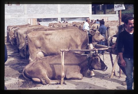 Fiera Bovina Zootecnica di Serina