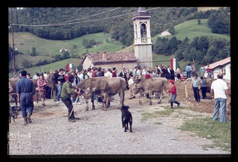 Fiera Bovina Zootecnica di Serina