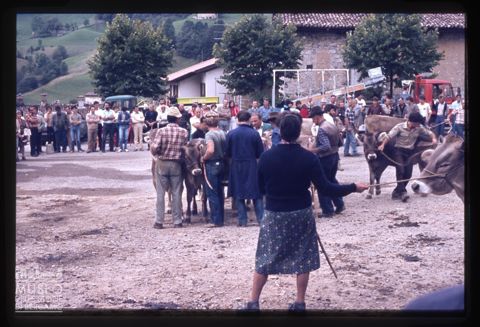Fiera Bovina Zootecnica di Serina
