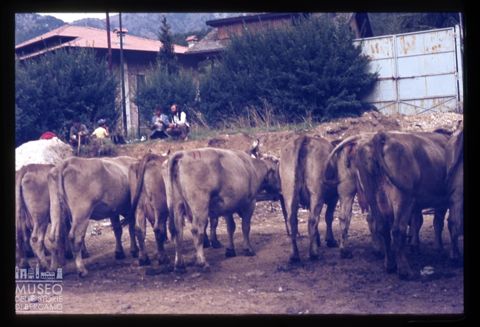 Fiera Bovina Zootecnica di Serina