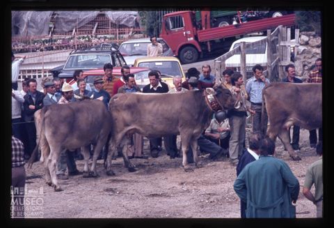 Fiera Bovina Zootecnica di Serina