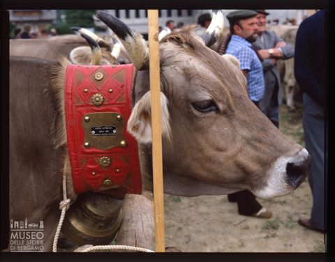 Fiera Bovina Zootecnica di Serina