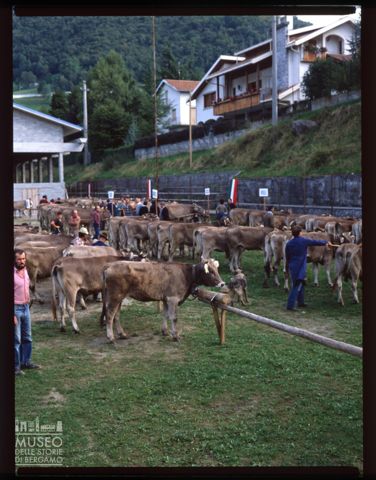 Fiera Bovina Zootecnica di Serina