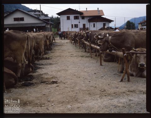 Fiera Bovina Zootecnica di Serina