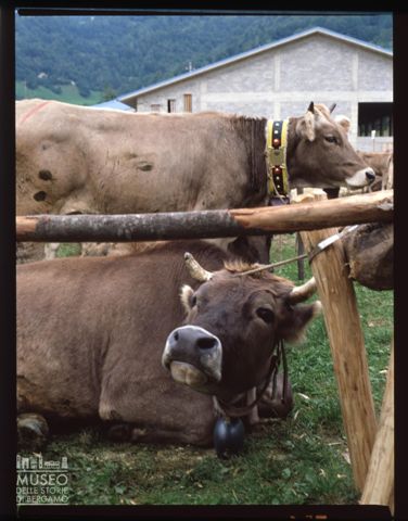 Fiera Bovina Zootecnica di Serina