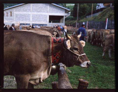 Fiera Bovina Zootecnica di Serina