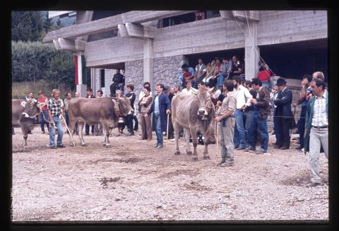 Fiera Bovina Zootecnica di Serina