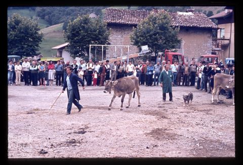 Fiera Bovina Zootecnica di Serina