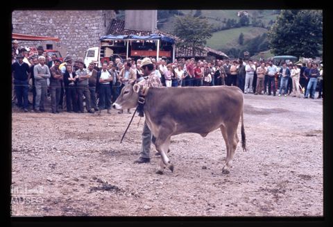 Fiera Bovina Zootecnica di Serina