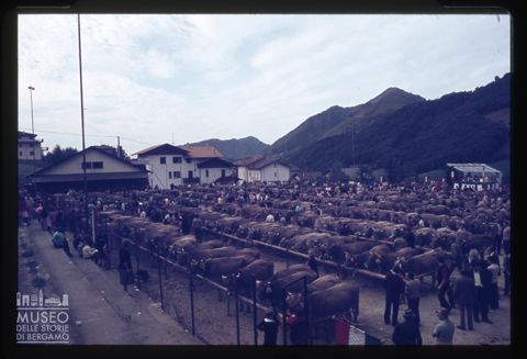 Fiera Bovina Zootecnica di Serina