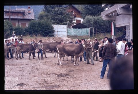 Fiera Bovina Zootecnica di Serina