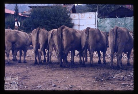 Fiera Bovina Zootecnica di Serina