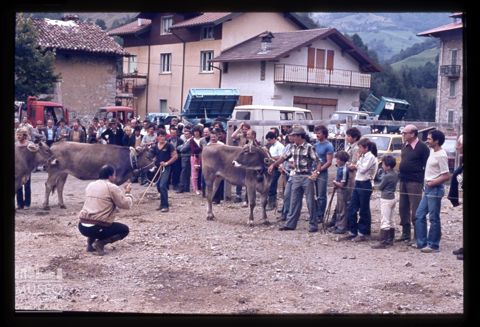 Fiera Bovina Zootecnica di Serina