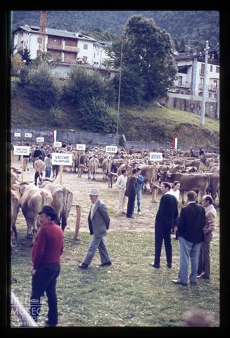 Fiera Bovina Zootecnica di Serina