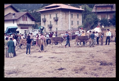 Fiera Bovina Zootecnica di Serina
