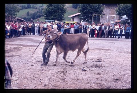 Fiera Bovina Zootecnica di Serina