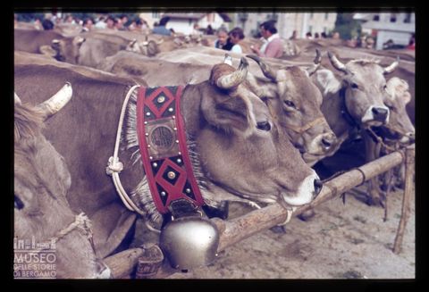 Fiera Bovina Zootecnica di Serina