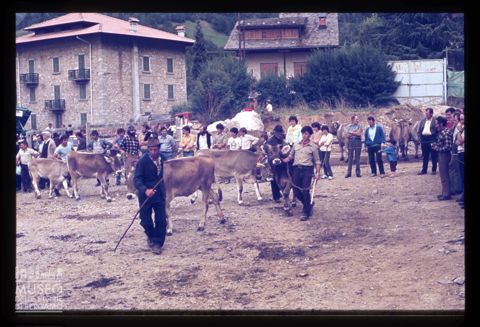 Fiera Bovina Zootecnica di Serina