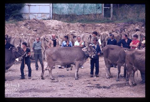 Fiera Bovina Zootecnica di Serina