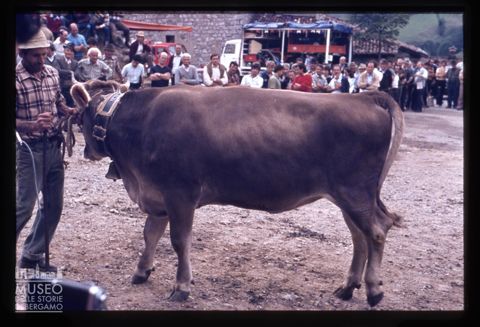 Fiera Bovina Zootecnica di Serina