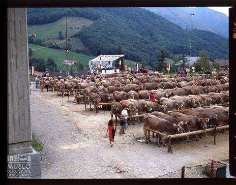 Fiera Bovina Zootecnica di Serina