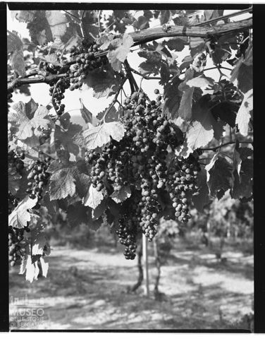 Azienda agricola Lurani Cernuschi ad Almenno San Salvatore