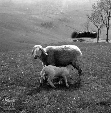 Pecore in un prato
