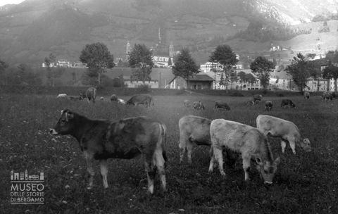 Bovini al pascolo [1]